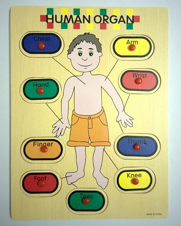 Wooden body organ board